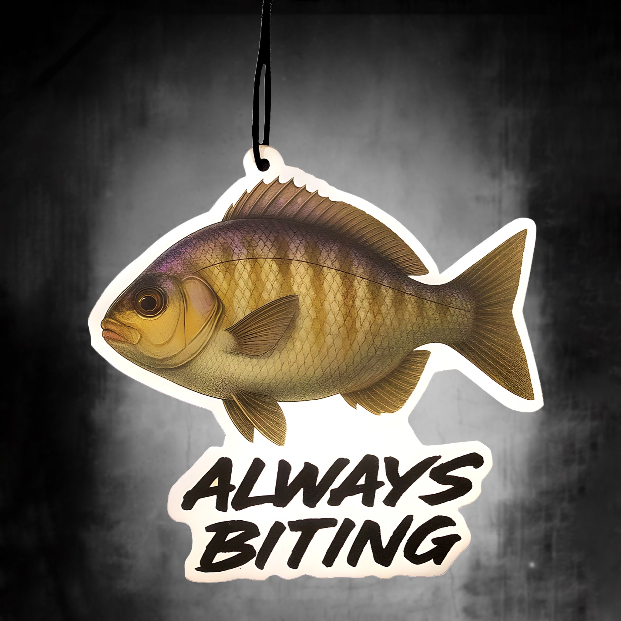 Barred Surf Perch - Vanilla Cookie Scent